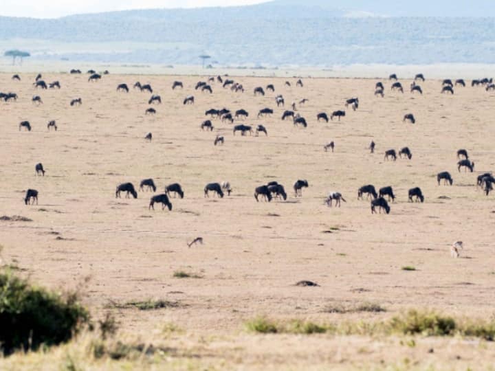 visa free entry in Kenya for Indian citizens now tourist can visit Maasai Mara national reserve easily Visa Free: भारतीय पर्यटकों के लिए एक और खुशखबरी, केन्या में अब वीजा फ्री एंट्री, मासाई मारा नेशनल रिजर्व का लुफ्त उठाना हुआ आसान