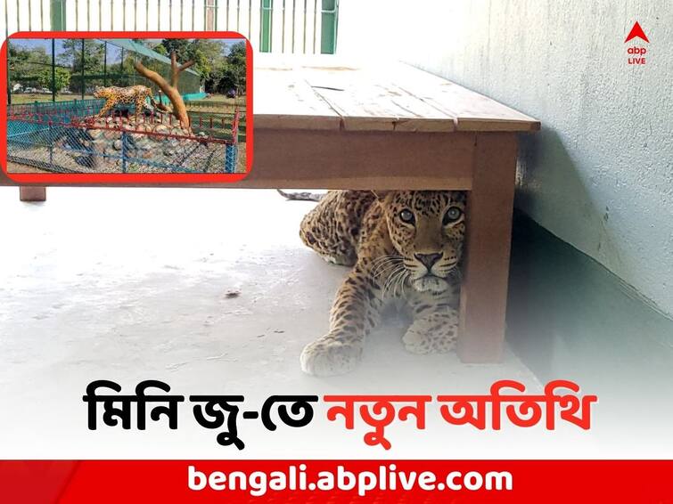 Cooch Behar News: 3 new tiger has been reached in Rasikbill Mini Zoo Cooch Behar News: শীত শুরুতেই মিনি জুতে এল নতুন ৩ অতিথি