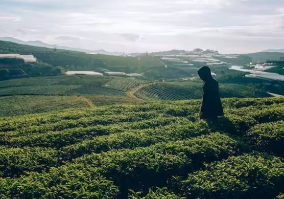 ਬੀਜਣ ਤੋਂ ਪਹਿਲਾਂ ਮਿੱਟੀ ਨੂੰ ਚੰਗੀ ਤਰ੍ਹਾਂ ਤਿਆਰ ਕਰੋ। ਚੰਗੀ ਮਾਤਰਾ ਵਿੱਚ ਜੈਵਿਕ ਖਾਦ ਮਿੱਟੀ ਵਿੱਚ ਮਿਲਾਓ। ਮਿੱਟੀ ਵਿੱਚ ਬੂਟੇ ਲਗਾਉਂਦੇ ਸਮੇਂ ਇਸ ਗੱਲ ਦਾ ਧਿਆਨ ਰੱਖੋ ਕਿ ਜੜ੍ਹਾਂ ਪੂਰੀ ਤਰ੍ਹਾਂ ਮਿੱਟੀ ਵਿੱਚ ਹੋਣ। ਪੌਦੇ ਨੂੰ ਲੋੜੀਂਦਾ ਪਾਣੀ ਦਿਓ ਅਤੇ ਇਸਨੂੰ ਸੂਰਜ ਦੀ ਰੌਸ਼ਨੀ ਵਿੱਚ ਰੱਖੋ।