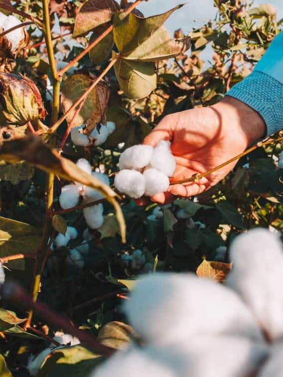 ​तगड़ा मुनाफा पाने के लिए करें रुई की खेती