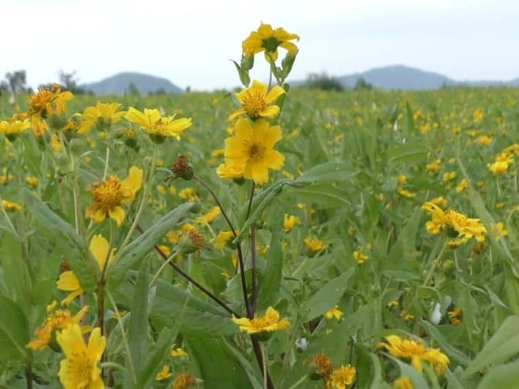 Agriculture news Mustard Cultivation in Vatthalmalai Flowers in full bloom in dharmapuri TNN வத்தல்மலையில் கடுகு சாகுபடி அமோகம் - ரம்மியமாக காட்சியளித்து பூத்துக் குலுங்கும் பூக்கள்