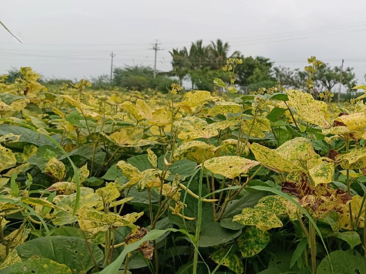 மஞ்சள் தேமல் நோயால் மடியும் உளுந்து பாசி செடிகள்- வேதனையில் தூத்துக்குடி விவசாயிகள்