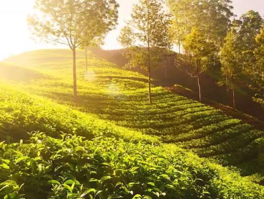 ਚਾਹ ਦੇ ਪੌਦੇ ਨੂੰ ਲੋੜੀਂਦੀ ਧੁੱਪ ਦਿਓ। ਚਾਹ ਦੇ ਪੌਦੇ ਨੂੰ ਘੱਟੋ-ਘੱਟ 6 ਘੰਟੇ ਸੂਰਜ ਦੀ ਰੌਸ਼ਨੀ ਦੀ ਲੋੜ ਹੁੰਦੀ ਹੈ।