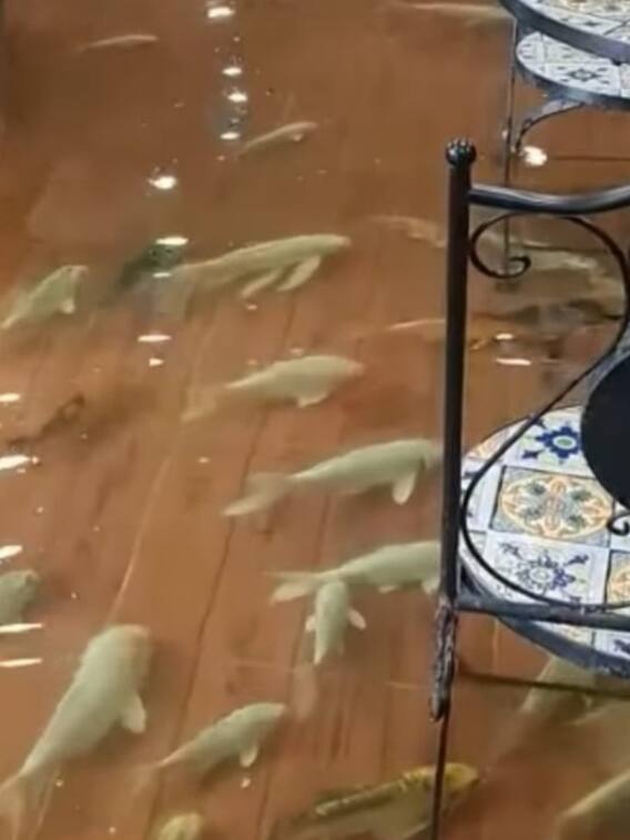 इस रेस्टोरेंट में तैरती मछलियों के बीच खाना खाते हैं लोग