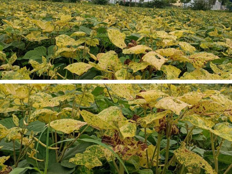 Agriculture news Chickweed plants die from yellow blight  farmers in agony TNN மஞ்சள் தேமல் நோயால் மடியும் உளுந்து பாசி செடிகள்- வேதனையில் தூத்துக்குடி விவசாயிகள்