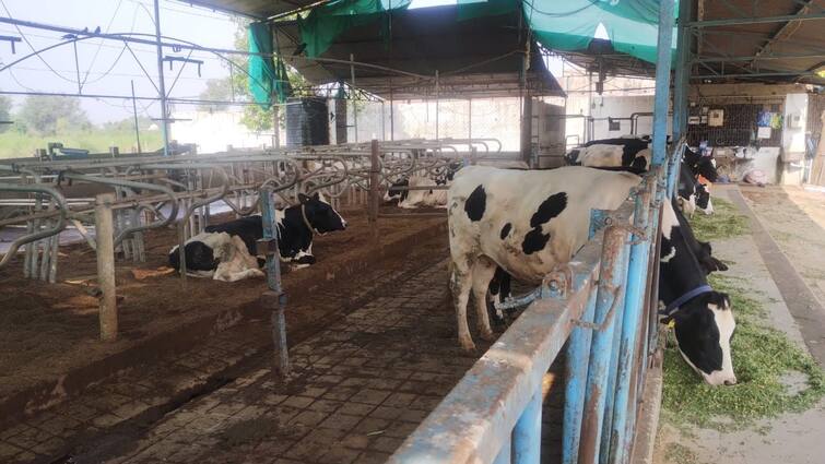 Vibrant Gujarat in milk production sector: Payment of ₹ 200 crore to 36 lakh milk producers daily દૂધ ઉત્પાદન ક્ષેત્રે વાયબ્રન્ટ ગુજરાત: દૈનિક 36 લાખ દૂધ ઉત્પાદકોને ₹ 200 કરોડની ચૂકવણી