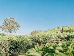 Tea: ਕੀ ਘਰ ‘ਚ ਉਗਾ ਸਕਦੇ ਚਾਹਪੱਤੀ, ਬਾਹਰ ਤੋਂ ਖਰੀਦਣ ਦੀ ਟੈਂਸ਼ਨ ਖ਼ਤਮ