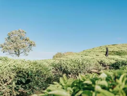 ਪੂਰੀ ਦੁਨੀਆ 'ਚ ਚਾਹ ਪੀਣ ਦੇ ਸ਼ੌਕੀਨ ਪਾਏ ਜਾਂਦੇ ਹਨ। ਭਾਰਤ ਵਿੱਚ ਵੀ ਵੱਡੀ ਗਿਣਤੀ ਵਿੱਚ ਲੋਕ ਇਸ ਦਾ ਸੇਵਨ ਕਰਦੇ ਹਨ, ਪਰ ਕੀ ਤੁਸੀਂ ਜਾਣਦੇ ਹੋ ਕਿ ਤੁਸੀਂ ਇਸਨੂੰ ਆਪਣੇ ਘਰ ਵਿੱਚ ਉਗਾ ਸਕਦੇ ਹੋ? ਆਓ ਜਾਣਦੇ ਹਾਂ ਕਿ ਤੁਸੀਂ ਆਪਣੇ ਘਰ ਵਿੱਚ ਚਾਹ ਪੱਤੀ ਕਿਵੇਂ ਉਗਾ ਸਕਦੇ ਹੋ।