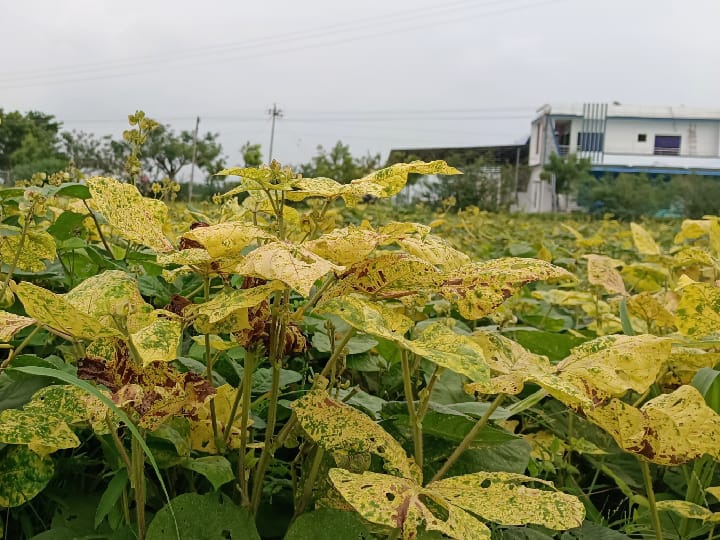 மஞ்சள் தேமல் நோயால் மடியும் உளுந்து பாசி செடிகள்- வேதனையில் தூத்துக்குடி விவசாயிகள்