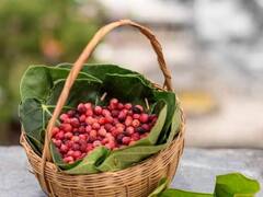 ઔષધીય ગુણોથી ભરપૂર છે આ જંગલી ફળ, જાણો શું છે તેના ફાયદા?