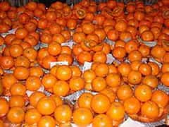 पंजाब में किन्नू की बंपर फसल के बाद भी किसान परेशान, नहीं निकाल पा रहे हैं लागत