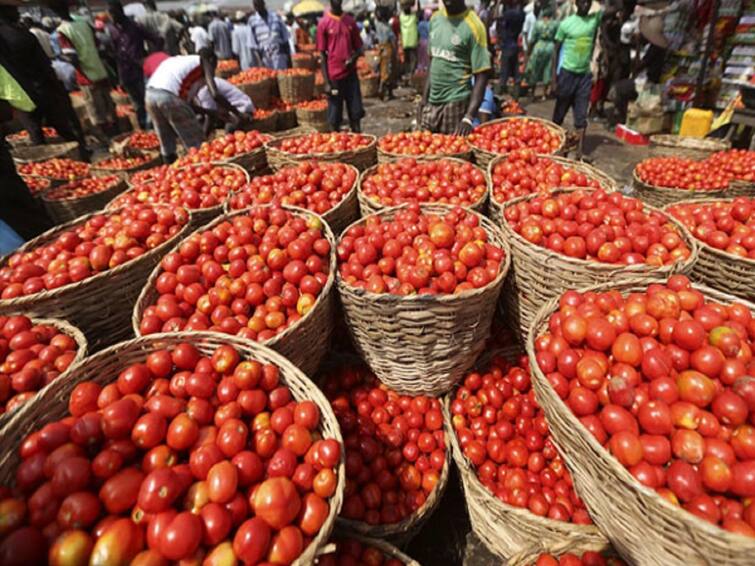 Tomato price in Thanjavur has come down to Rs.20 per kg - TNN அப்போ உச்சத்தில் இருந்தது... இப்போ கிடுகிடுன்னு விலை குறைந்தது: தஞ்சையில் தக்காளி கிலோ ரூ.20க்கு வந்தது