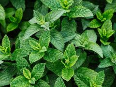 PHOTO : पुदिन्याच्या पानांमध्ये असतात फायदेशीर घटक; वाचा रामबाण उपाय