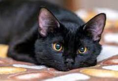 Black Cat: કાળી બિલાડી જોવા મળે તો ગભરાવ નહીં, જાણો તેની સાથે જોડાયેલા શુભ સંકેત