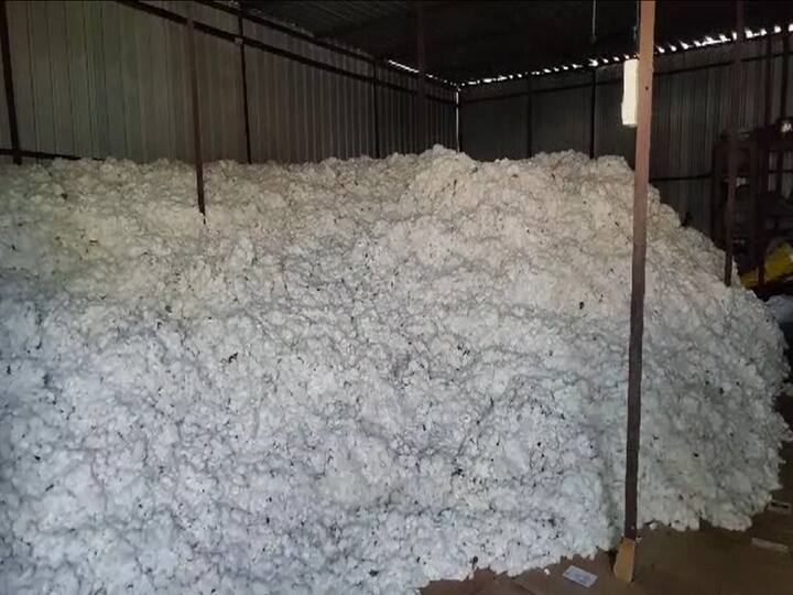 Agriculture news nearly 75 percent of cotton stocks at farmers home waiting for good price Yavatmal News Maharashtra Cotton Farmers : पांढऱ्या सोन्याला भाव कधी मिळणार? दरवाढीच्या अपेक्षेने 75 टक्के कापूस शेतकऱ्यांच्या घरातच