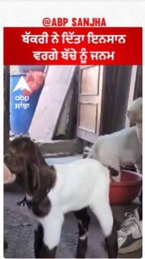 Amazing Goat Child | ਬੱਕਰੀ ਨੇ ਦਿੱਤਾ ਇਨਸਾਨ ਵਰਗੇ ਬੱਚੇ ਨੂੰ ਜਨਮ