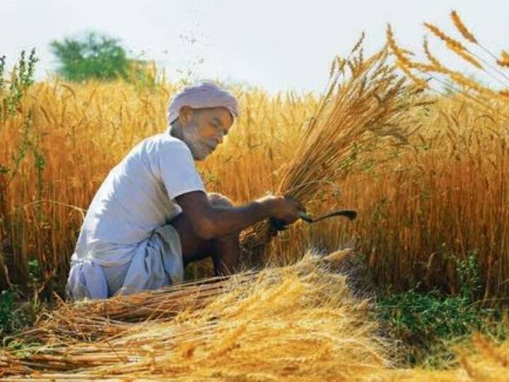 Climate Change Which crops will affect rice, wheat and other crops in India ABPP जलवायु परिवर्तन: भारत में चावल गेहूं और दूसरी कौन सी फसलों पर असर, जानिए सरकार ने संसद में क्या दी है जानकारी?