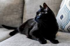 Black Cat: કાળી બિલાડી જોવા મળે તો ગભરાવ નહીં, જાણો તેની સાથે જોડાયેલા શુભ સંકેત