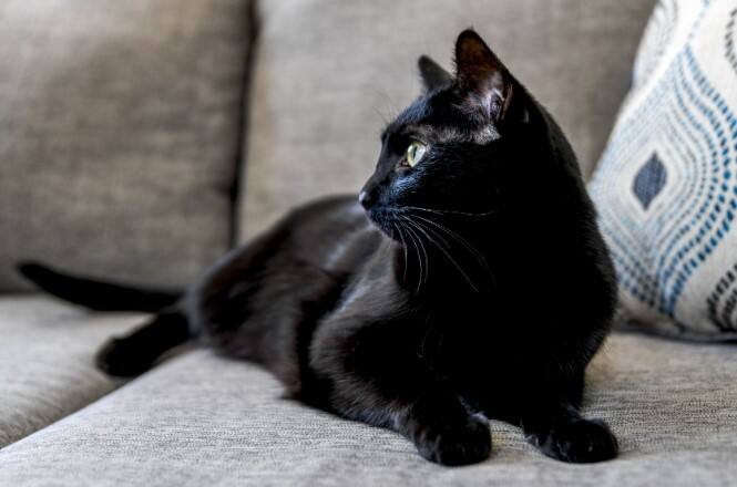 કાળી બિલાડી માટે તમારો રસ્તો પાર કરવો ખૂબ જ અશુભ માનવામાં આવે છે. એવું કહેવાય છે કે જ્યારે બિલાડી ડાબેથી જમણે રસ્તો ઓળંગે છે તો તે અશુભ હોય છે. જો ઘરમાં ક્યાંક કાળી બિલાડી શૌચ કરે છે, તો કોઈ અપ્રિય ઘટના બનવાની સંભાવના છે.