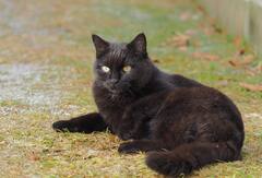 Black Cat: કાળી બિલાડી જોવા મળે તો ગભરાવ નહીં, જાણો તેની સાથે જોડાયેલા શુભ સંકેત