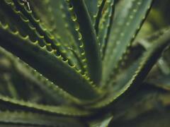 PHOTO : कोरफड : त्वचेच्या समस्या सोडविण्यासाठी एक नैसर्गिक उपाय