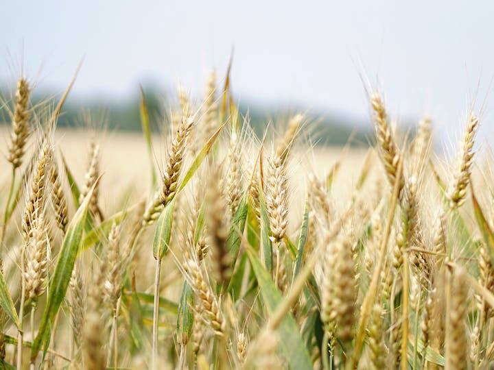 रबी फसलों की बात करें तो सरकार की ओर से गेहूं, चना, मटर, सरसों, आलू, अरहर और मक्का जैसी फसलों पर सब्सिडी प्रदान की जाती है.