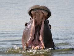 चिड़ियाघर में सफाई करने गए कर्मचारी पर दरियाई घोड़े ने किया हमला, हुई मौत