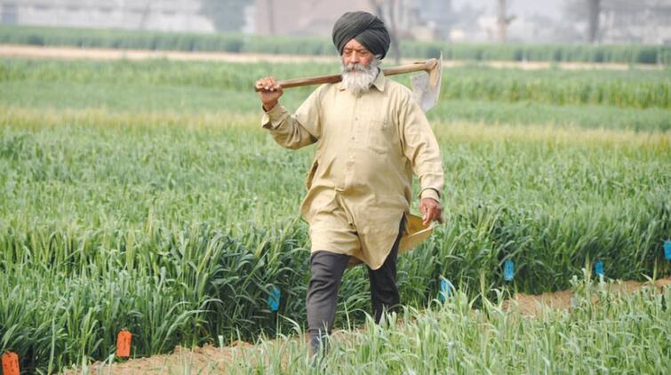 Five Flying Squad Teams To Ensure Quality Agri-inputs Supply To Punjab Farmers In Rabi Season Agriculture News: ਹਾੜ੍ਹੀ ਦੇ ਸੀਜ਼ਨ ਦੌਰਾਨ ਕਿਸਾਨਾਂ ਲਈ 5 ਫਲਾਇੰਗ ਸਕੁਐਡ ਟੀਮਾਂ ਗਠਿਤ, ਇਸ ਤਰ੍ਹਾਂ ਕਰਨਗੀਆਂ ਮਦਦ