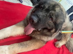 హైదరాబాద్ లో 20 కోట్ల కుక్క, ఎందుకంత క్రేజ్? స్పెషాలిటీ ఇదే