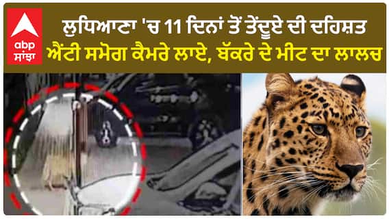 Leopard In Ludhiana: ਲੁਧਿਆਣਾ 'ਚ 11 ਦਿਨਾਂ ਤੋਂ ਤੇਂਦੂਏ ਦੀ ਦਹਿਸ਼ਤ, ਐਂਟੀ ਸਮੋਗ ਕੈਮਰੇ ਲਾਏ, ਬੱਕਰੇ ਦੇ ਮੀਟ ਦਾ ਲਾਲਚ