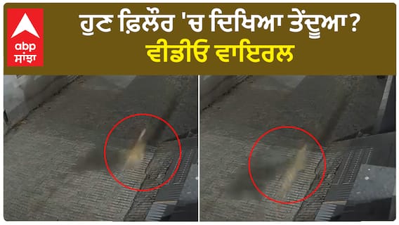 Leopard In Phillour | ਹੁਣ ਫ਼ਿਲੌਰ 'ਚ ਦਿਖਿਆ ਤੇਂਦੂਆ? Video Viral