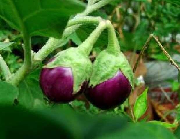 वांग्याच्या दरात वाढ झाली आहे.  प्रतिकिलो वांग्यासाठी  80 रुपये किलो