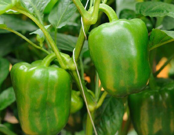 ढोबळी मिरचीच्या दरातही मोठी वाढ झाली आहे. ढोबळी मिरचीचा दर प्रतिकिलोसाठी  90 रुपयांवर गेला आहे.