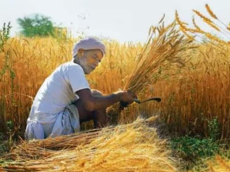 Gujarat government will purchase Tuvar, Chana and mustard crops at  Support prices Gandhinagar: ખેડૂતો આનંદો! તુવેર, ચણા અને રાયડાની ટેકાના ભાવે ખરીદી કરશે સરકાર, આ તારીખે શરુ થશે નોંધણી