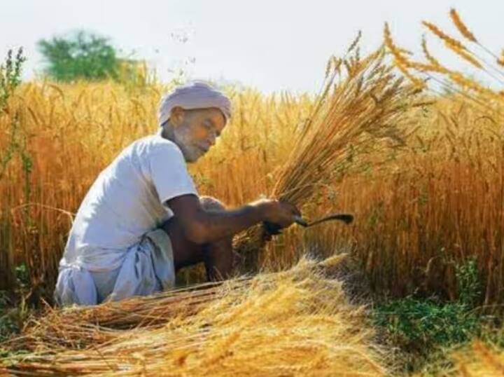 climate change which crops will affect rice wheat and other crops in india abpp   જલવાયુ પરિવર્તન: ભારતમાં ચોખા,ઘઉં અને અન્ય કયા પાક પર અસર, જાણો સરકાર દ્વારા સંસદમાં શું માહિતી આપવામાં આવી ?
