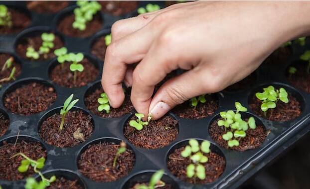 Organic Farming Get to know benefits importance conditions other details Organic Farming: ਜੈਵਿਕ ਖੇਤੀ ਕਰਨ ਨਾਲ ਹੁੰਦੇ ਇਹ ਫਾਇਦੇ, ਜਾਣੋ ਤਰੀਕਾ ਅਤੇ ਮਹੱਤਵ