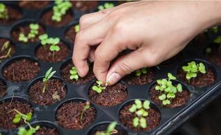 Organic Farming: ਜੈਵਿਕ ਖੇਤੀ ਕਰਨ ਨਾਲ ਹੁੰਦੇ ਇਹ ਫਾਇਦੇ, ਜਾਣੋ ਤਰੀਕਾ ਅਤੇ ਮਹੱਤਵ