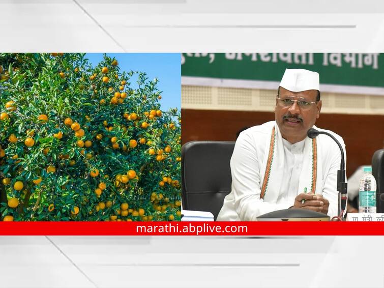 Provision of 169 crore 60 lakh for orange exporting farmers Abdul Sattar important information in winter session marathi news संत्रा निर्यातदार शेतकऱ्यांसाठी 169 कोटी 60 लाख रुपयांची तरतूद; अब्दुल सत्तारांची महत्वाची माहिती