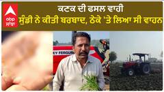 Damage to the wheat crop| ਕਣਕ ਦੀ ਫਸਲ ਵਾਹੀ, ਸੁੰਡੀ ਨੇ ਕੀਤੀ ਬਰਬਾਦ, ਠੇਕੇ 'ਤੇ ਲਿਆ ਸੀ ਵਾਹਨ