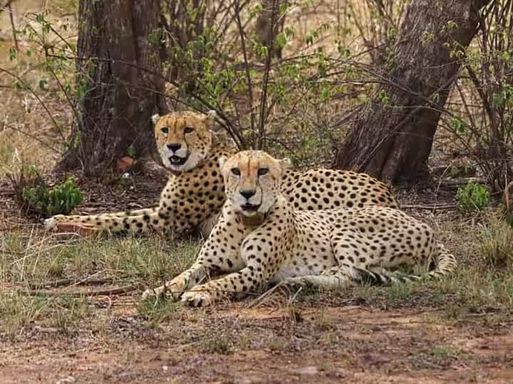 Madhya Pradesh Kuno National Park Tourists will now be able to see Cheetah in Jungle Safari Kuno National Park: इस हफ्ते कूनो नेशनल पार्क आने वालों के लिए खुशखबरी... यूं आप भी कर सकते हैं चीतों का दीदार