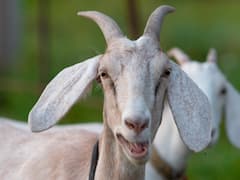 बिहार के सभी मंदिरों में बलि पर रोक, राज्य धार्मिक न्यास परिषद ने दी जानकारी