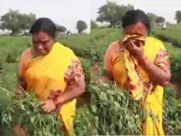 Destruction of Mirchi crop in Nadigadda of Vinukonda mandal of Palnadu district Vinukonda Politics: వినుకొండలో మిరప పంట ధ్వంసం-వైసీపీ పనే అంటూ ఆరోపణ