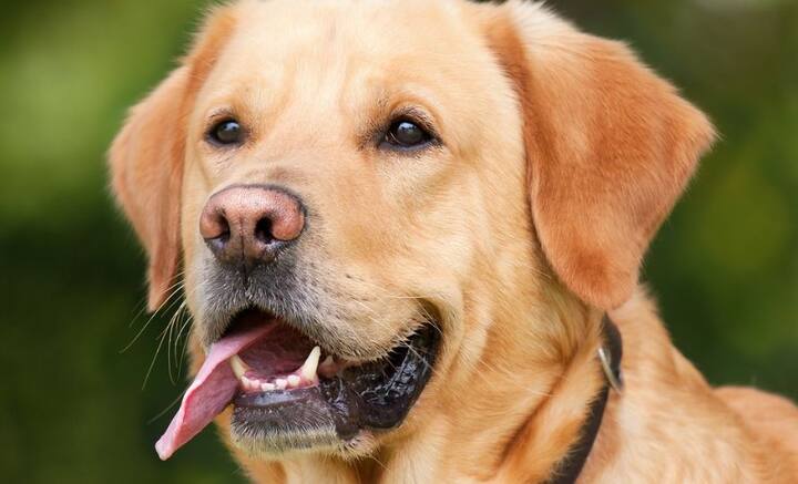 Anti Aging for Dogs: প্রিয় পোষ্যকে হারানোর ভয় পান সকলেই। শীঘ্রই মিলতে পারে সুরাহা।