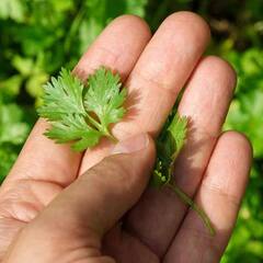 ਧਨੀਏ ਵਿਚ ਵੀ ਛੁਪਿਆ ਹੈ ਸਿਹਤ ਦਾ ਰਾਜ਼, ਜਾਣੋ ਫਾਇਦੇ