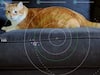 NASA Features Orange Tabby Cat In First Video Sent From Deep Space To Earth Via Laser. WATCH