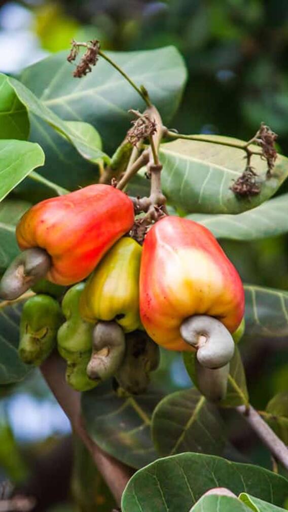 ਘਰ ‘ਚ ਇਦਾਂ ਲਾਓ ਕਾਜੂ ਦਾ ਪੌਦਾ