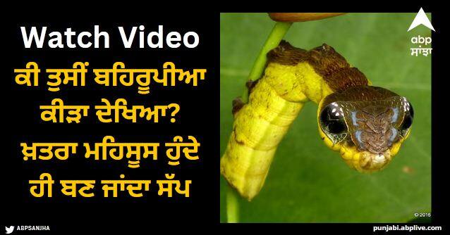 a caterpillar that takes form of a snake when it feels threatened Viral Video: ਕੀ ਤੁਸੀਂ ਬਹਿਰੂਪੀਆ ਕੀੜਾ ਦੇਖਿਆ? ਖ਼ਤਰਾ ਮਹਿਸੂਸ ਹੁੰਦੇ ਹੀ ਬਣ ਜਾਂਦਾ ਸੱਪ, ਅਸਲ ਵਿੱਚ ਇਹੈ ਇੱਕ ਛੋਟਾ ਕੀੜਾ