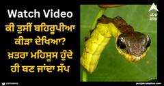 Viral Video: ਕੀ ਤੁਸੀਂ ਬਹਿਰੂਪੀਆ ਕੀੜਾ ਦੇਖਿਆ? ਖ਼ਤਰਾ ਮਹਿਸੂਸ ਹੁੰਦੇ ਹੀ ਬਣ ਜਾਂਦਾ ਸੱਪ, ਅਸਲ ਵਿੱਚ ਇਹੈ ਇੱਕ ਛੋਟਾ ਕੀੜਾ