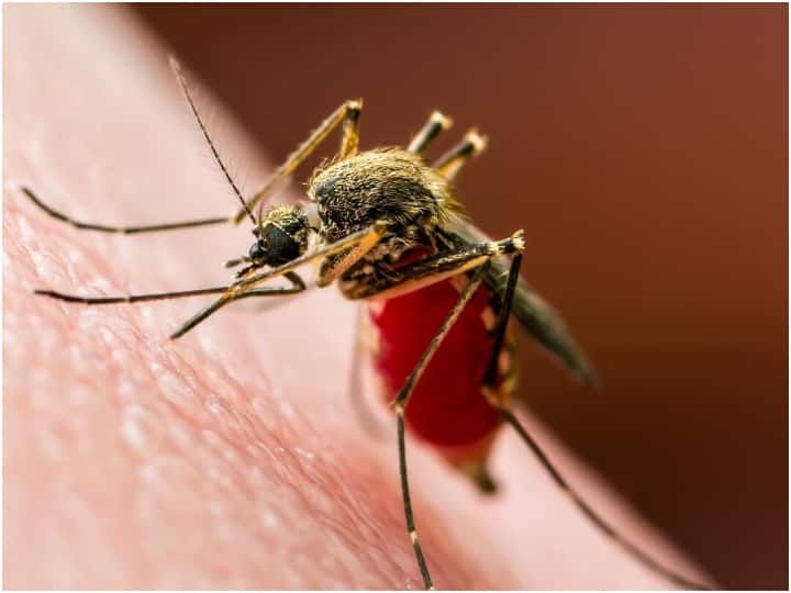 maharashtra new zika virus case reported in nashik distirct ann Zika Virus: नासिक में जीका वायरस को लेकर प्रशासन अलर्ट, घरों में बढ़ाया गया सर्वे, तेज हुई स्क्रीनिंग