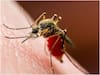 Zika Virus: नासिक में जीका वायरस को लेकर प्रशासन अलर्ट, घरों में बढ़ाया गया सर्वे, तेज हुई स्क्रीनिंग